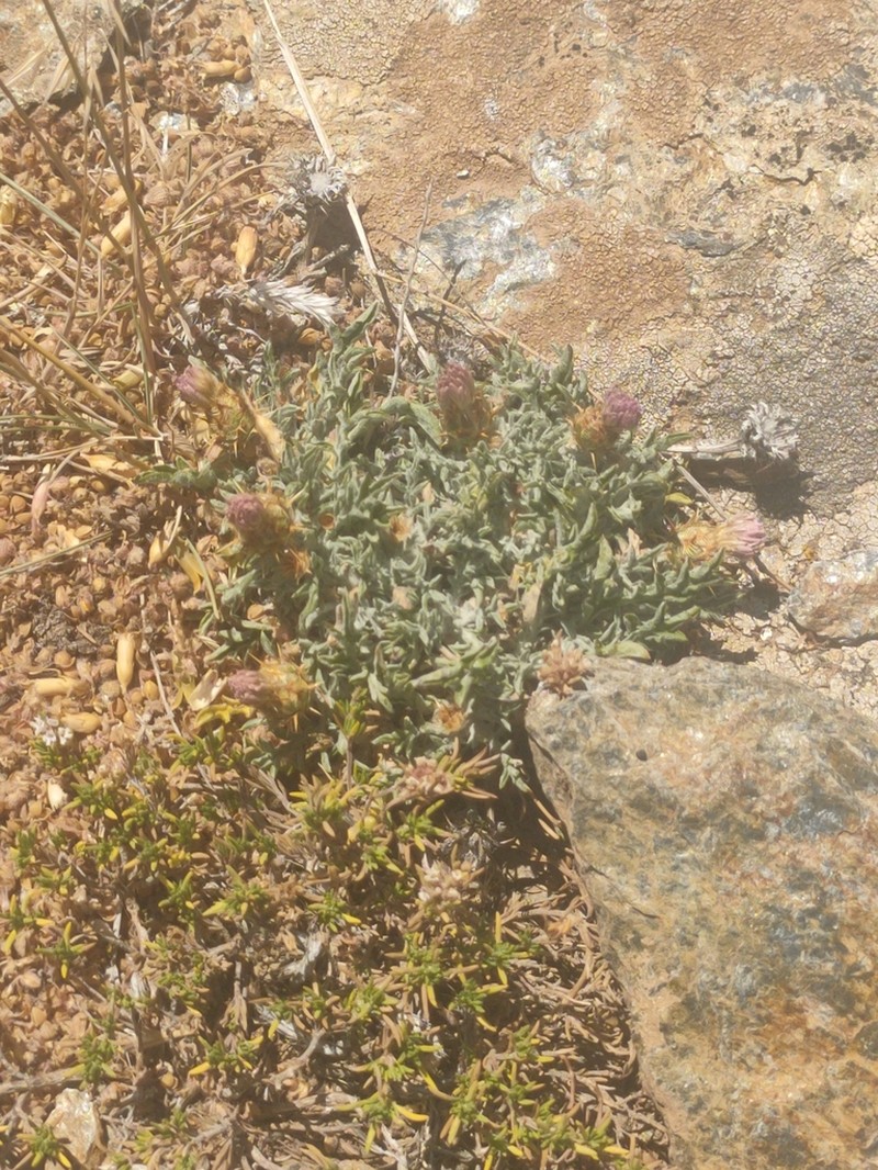 Centaurea pulvinata photo 7