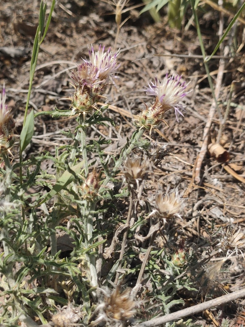 Centaurea pulvinata photo 8