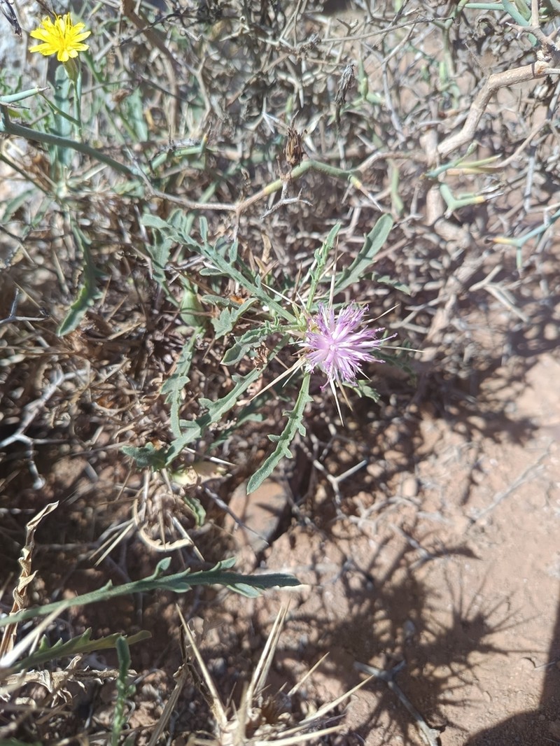 Centaurea pungens