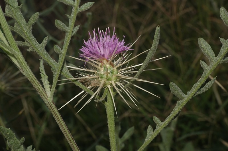 Centaurea pungens photo 2