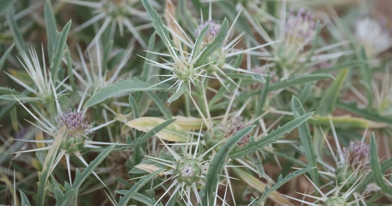 Centaurea pungens photo 3