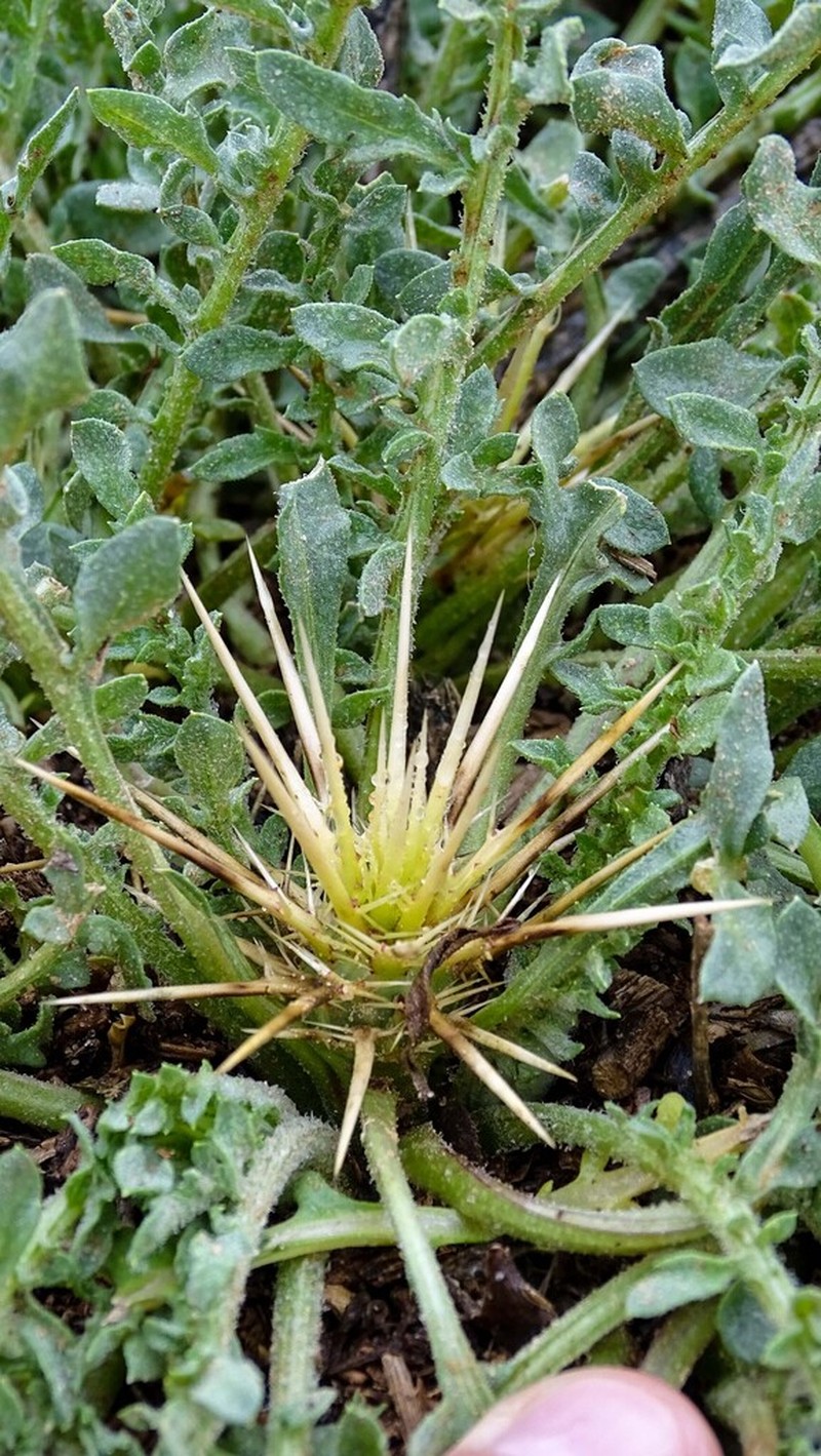 Centaurea pungens photo 4