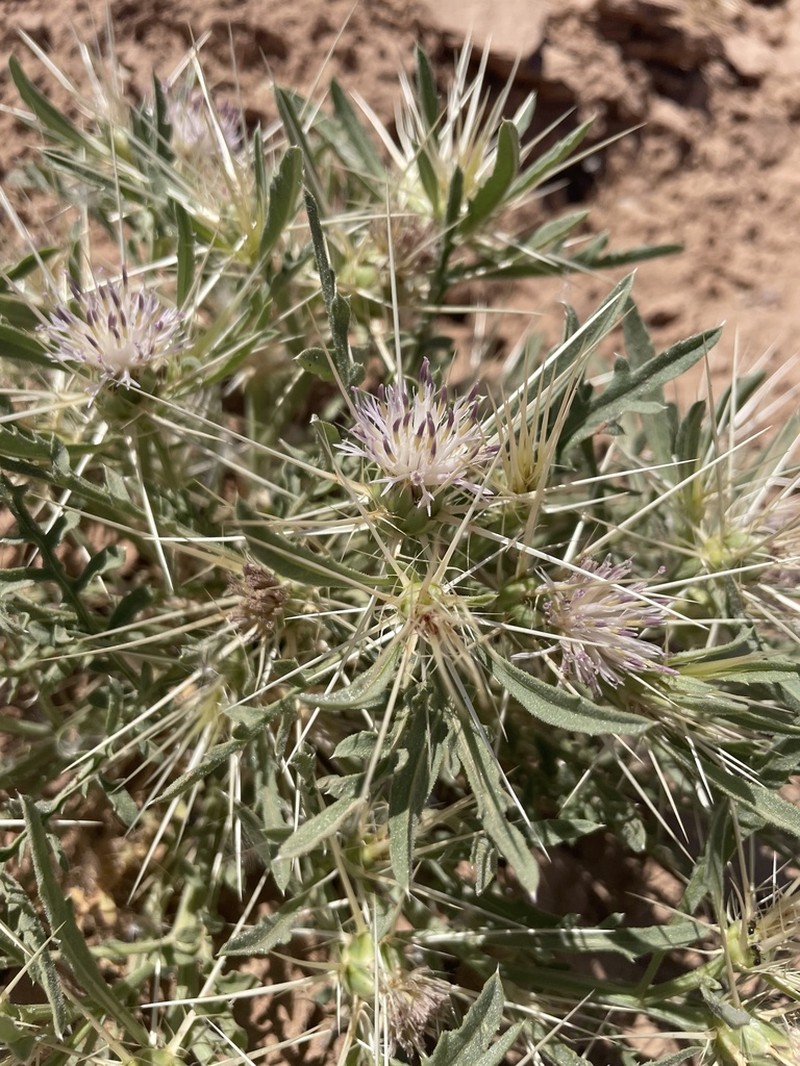 Centaurea pungens photo 5