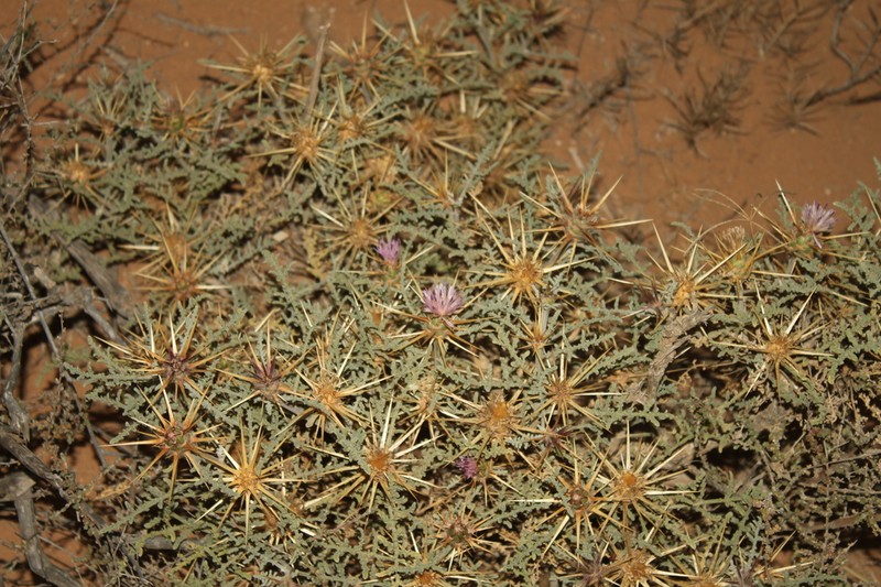 Centaurea pungens photo 6