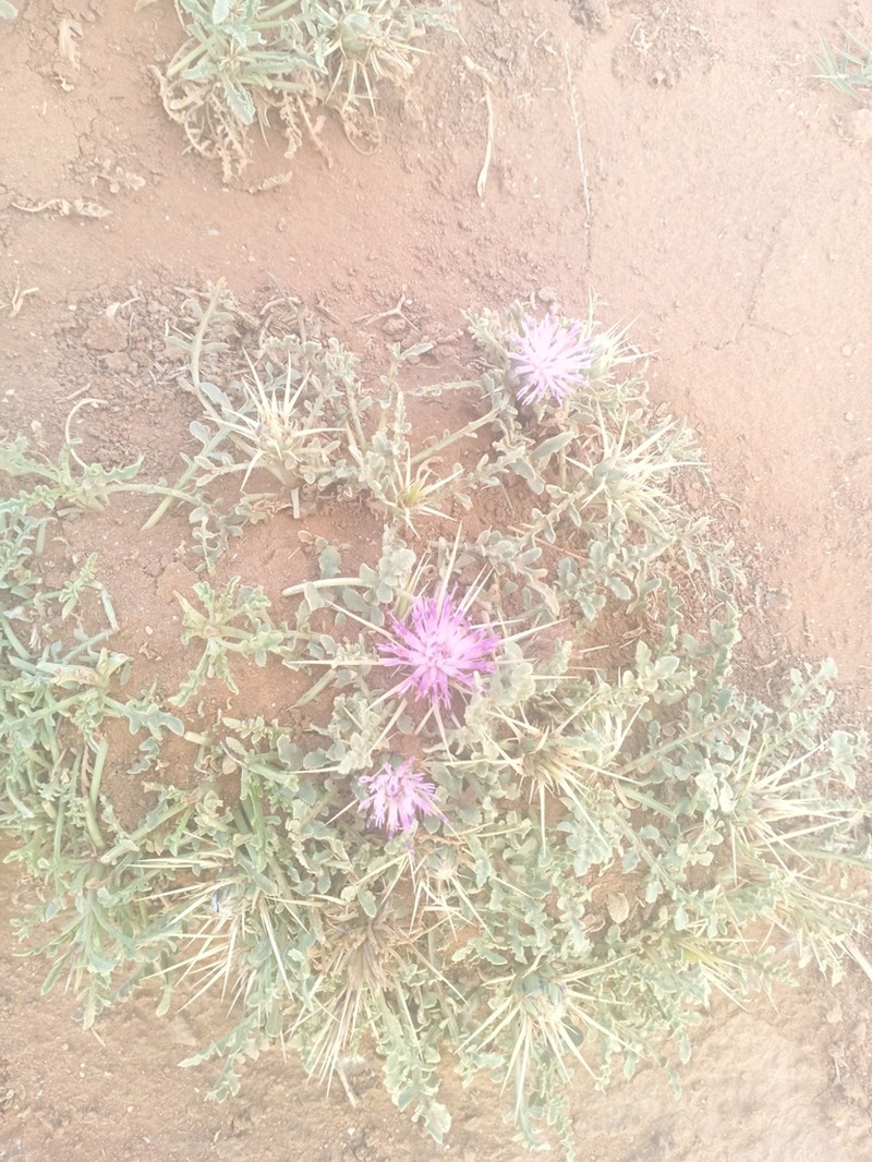 Centaurea pungens photo 7