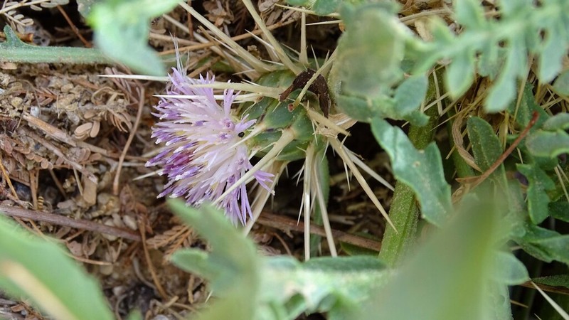 Centaurea pungens photo 8