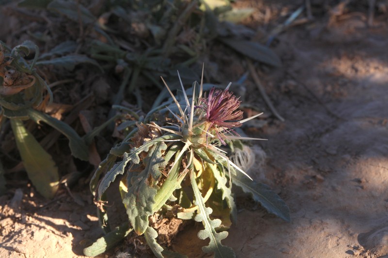 Centaurea pungens subsp. austromaroccana
