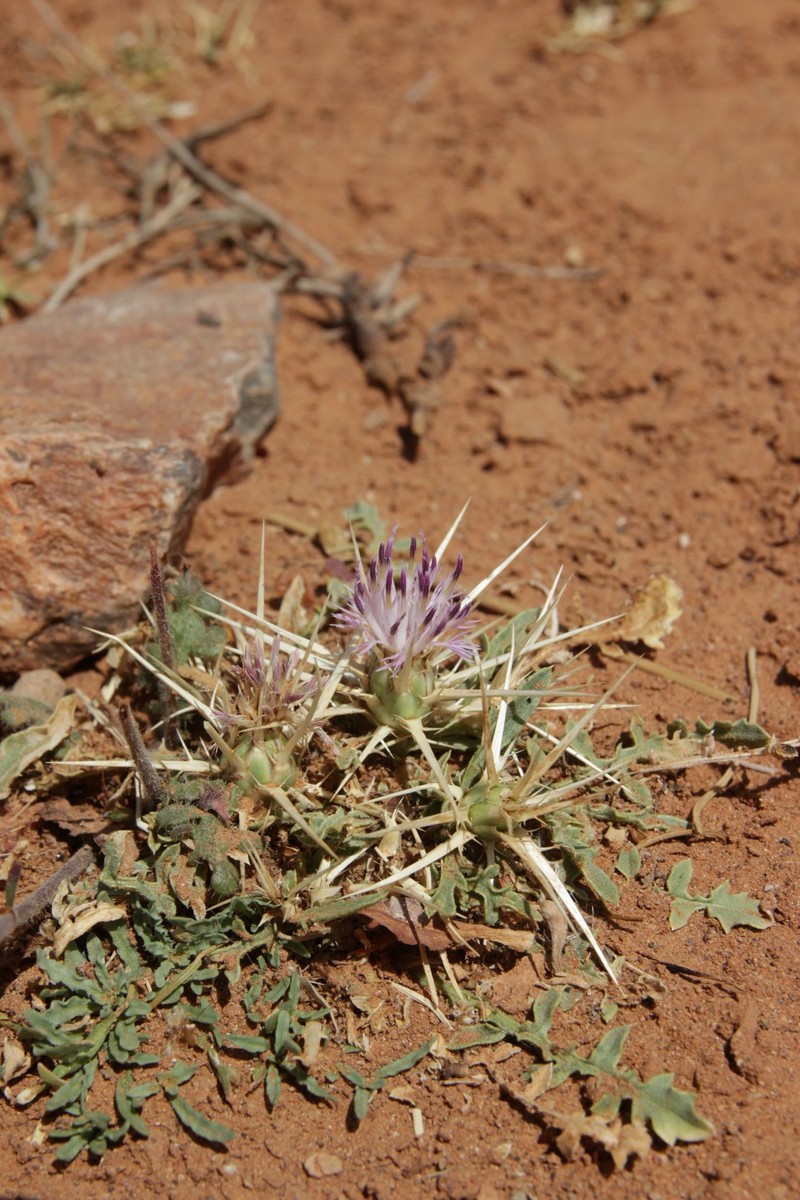 Centaurea pungens subsp. austromaroccana photo 2