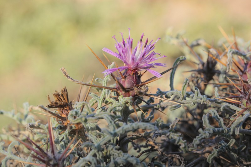 Centaurea pungens subsp. austromaroccana photo 3