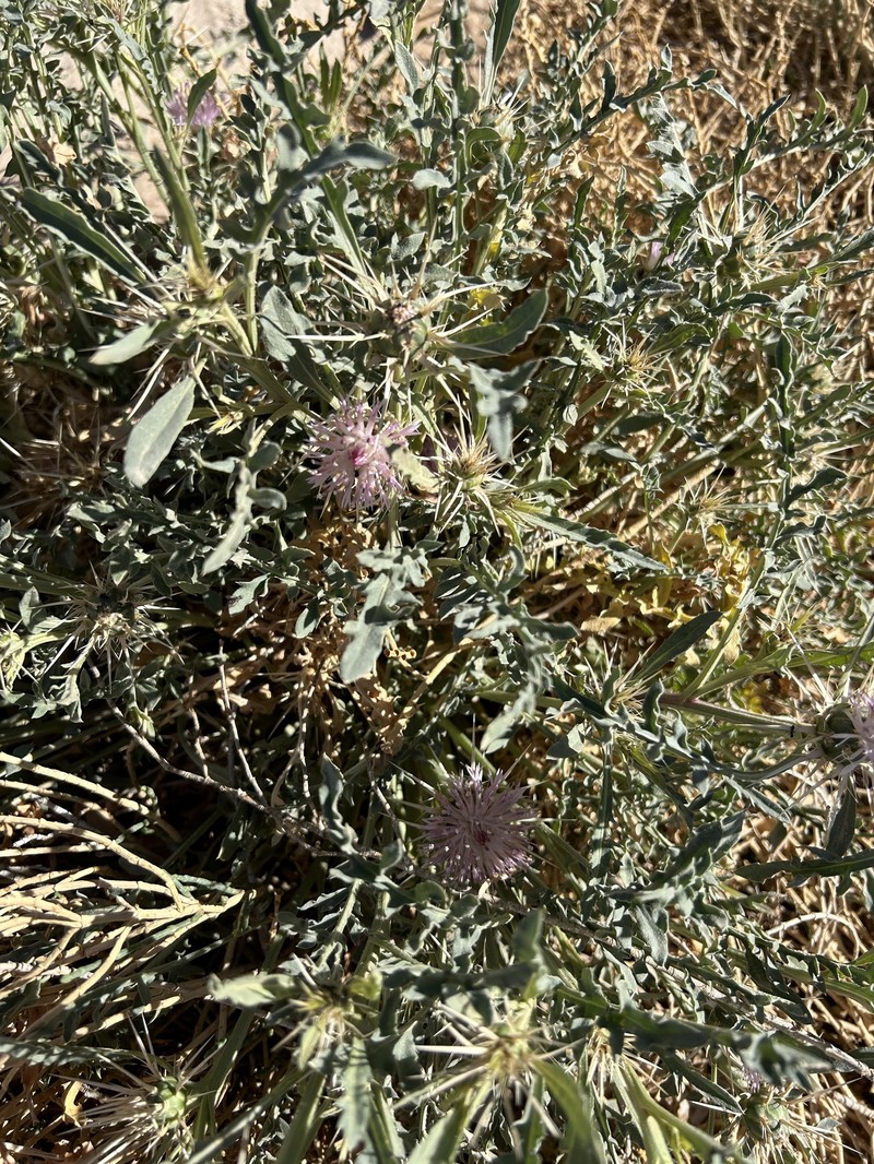 Centaurea pungens subsp. pungens