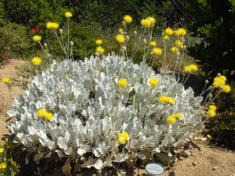 Centaurea ragusina