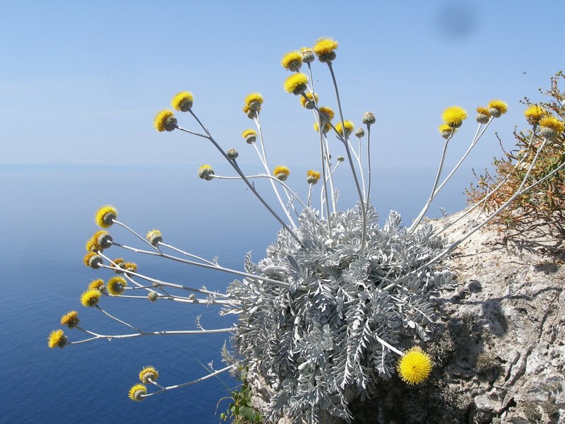 Centaurea ragusina photo 2