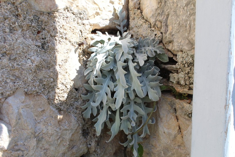 Centaurea ragusina photo 3