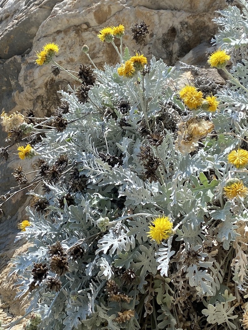 Centaurea ragusina photo 5