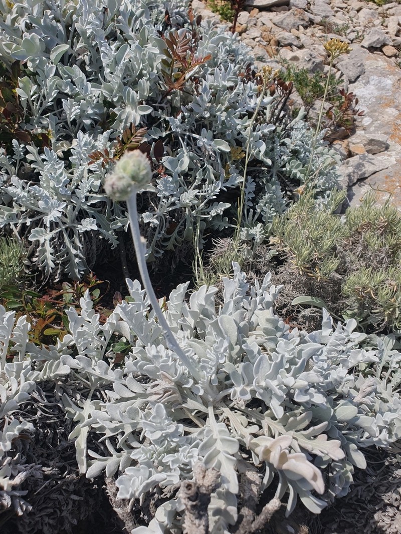 Centaurea ragusina photo 6