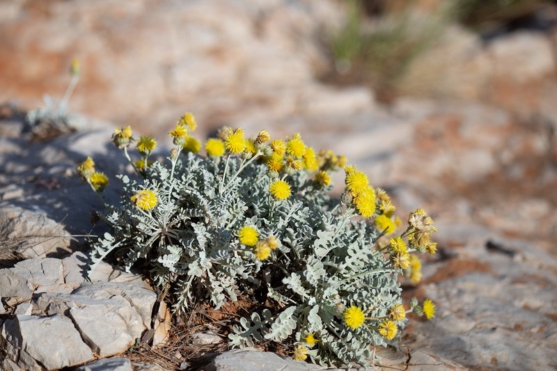 Centaurea ragusina photo 7