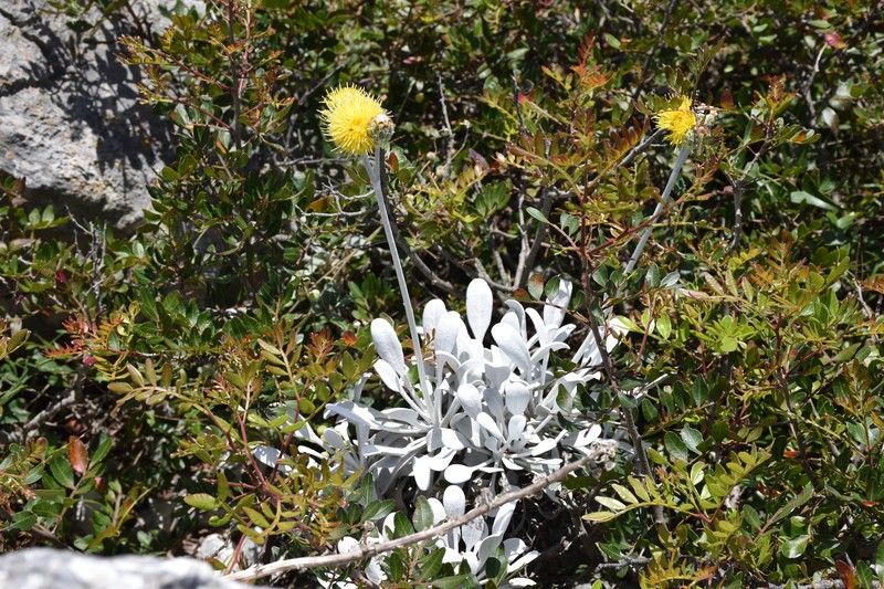 Centaurea ragusina subsp. lungensis