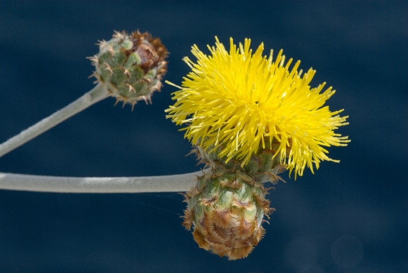 Centaurea ragusina subsp. lungensis photo 3