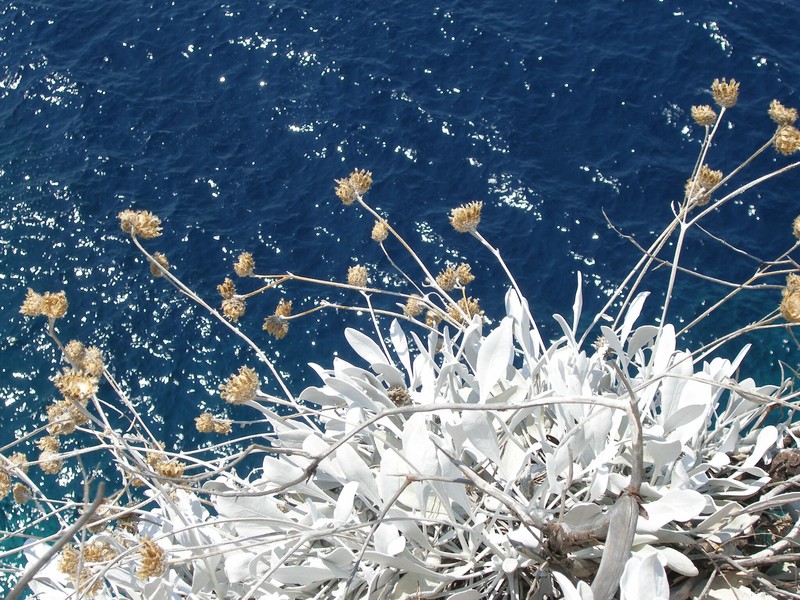 Centaurea ragusina subsp. lungensis photo 4