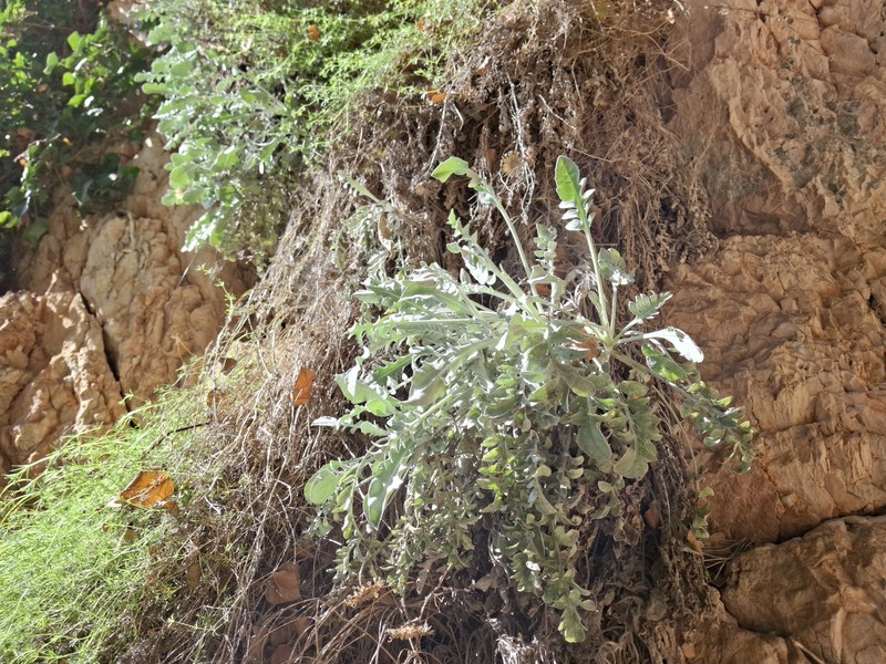 Centaurea ragusina subsp. ragusina