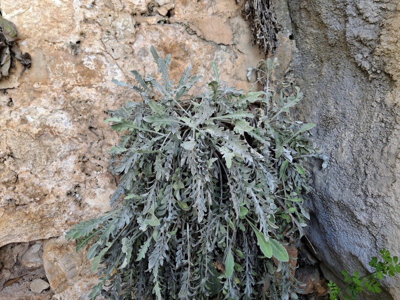 Centaurea ragusina subsp. ragusina photo 2