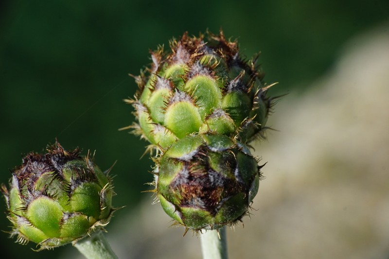 Centaurea ragusina subsp. ragusina photo 4