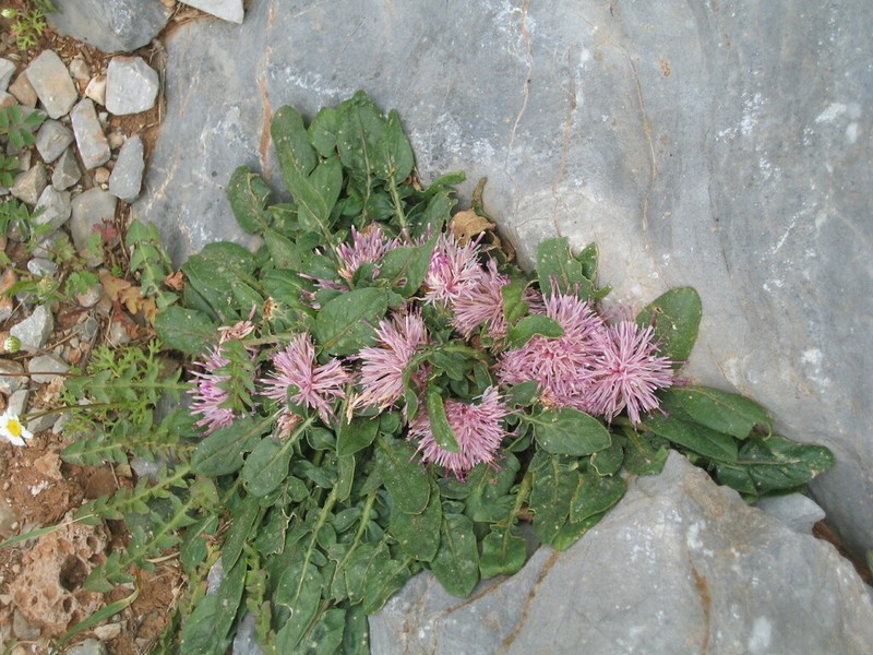 Centaurea raphanina