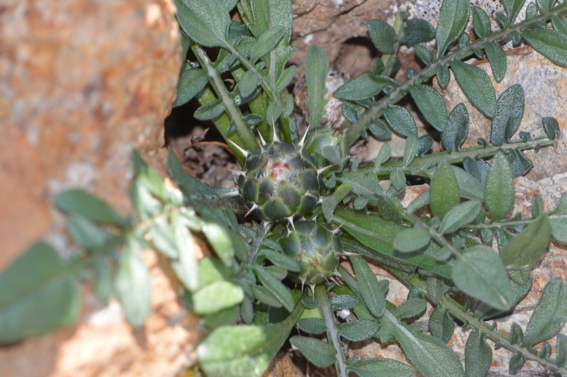 Centaurea raphanina photo 2
