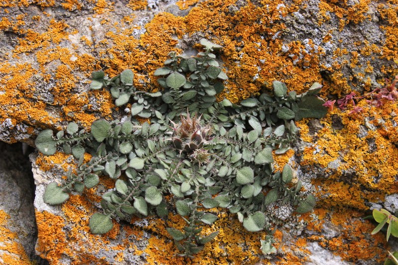 Centaurea raphanina photo 3