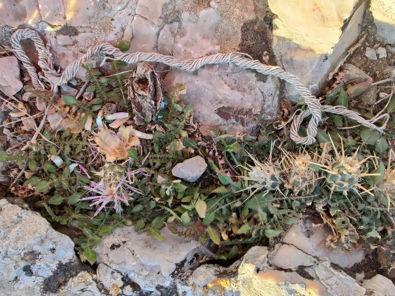 Centaurea raphanina photo 4