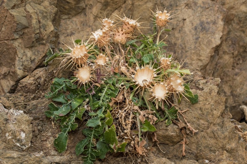 Centaurea raphanina photo 5