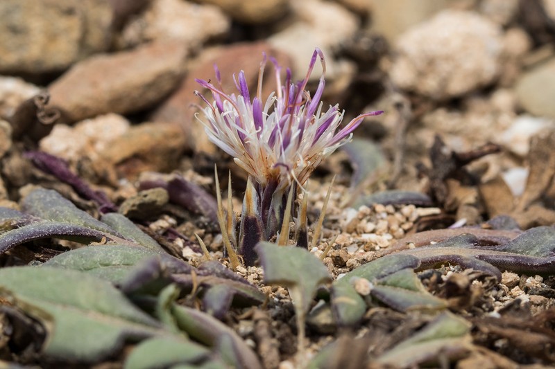 Centaurea raphanina photo 6