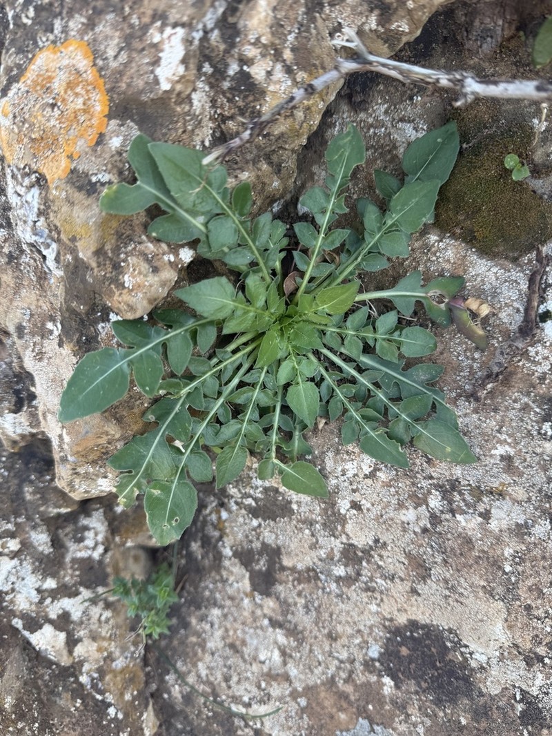 Centaurea raphanina photo 7