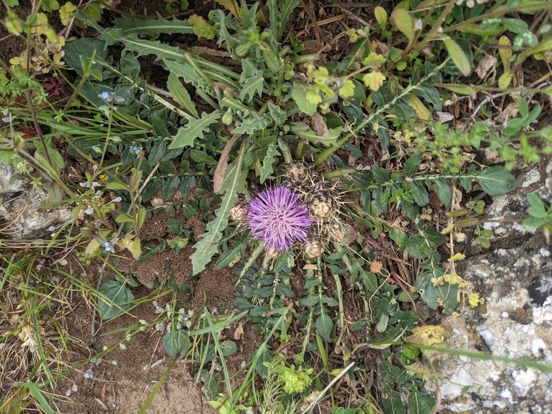 Centaurea raphanina photo 8