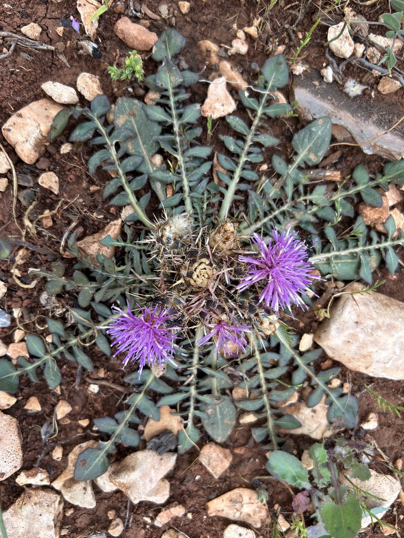 Centaurea raphanina subsp. mixta