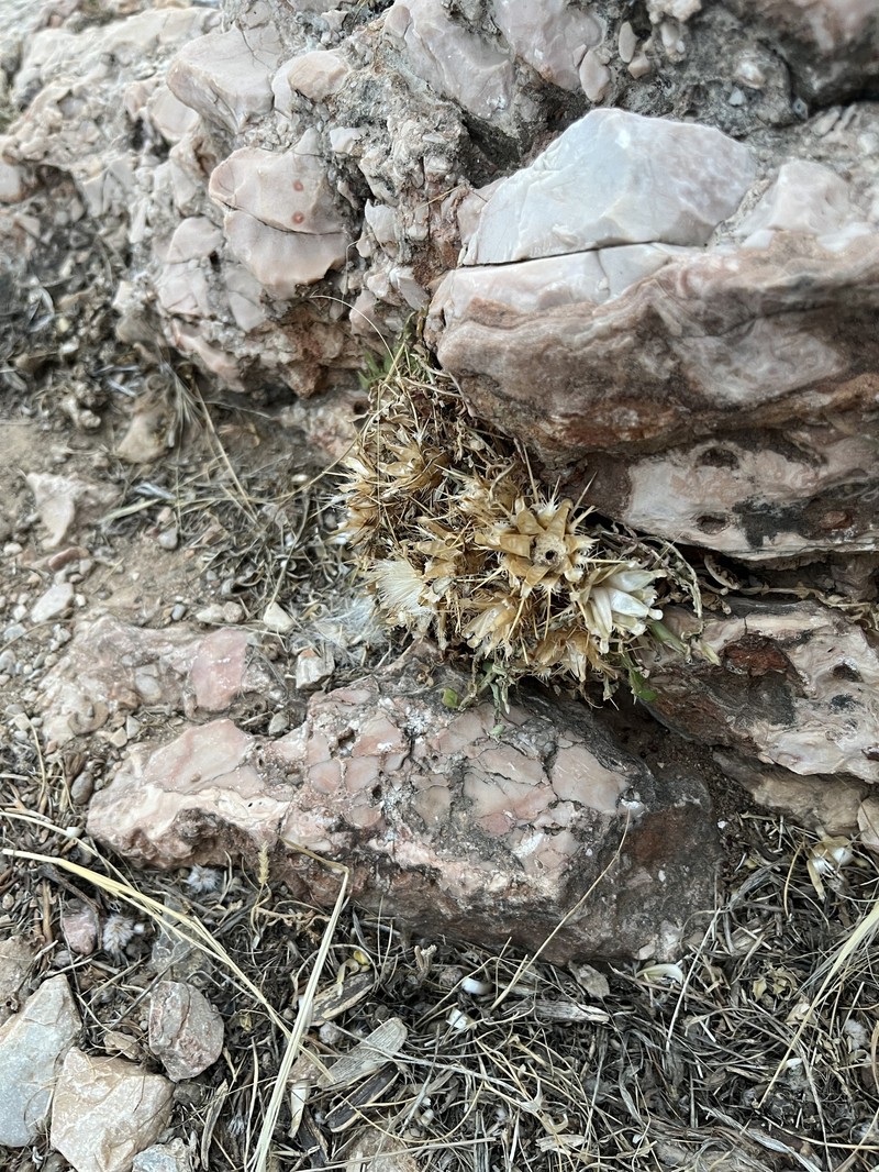 Centaurea raphanina subsp. mixta photo 2