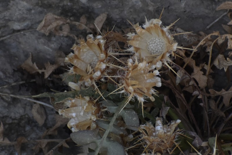 Centaurea raphanina subsp. mixta photo 3