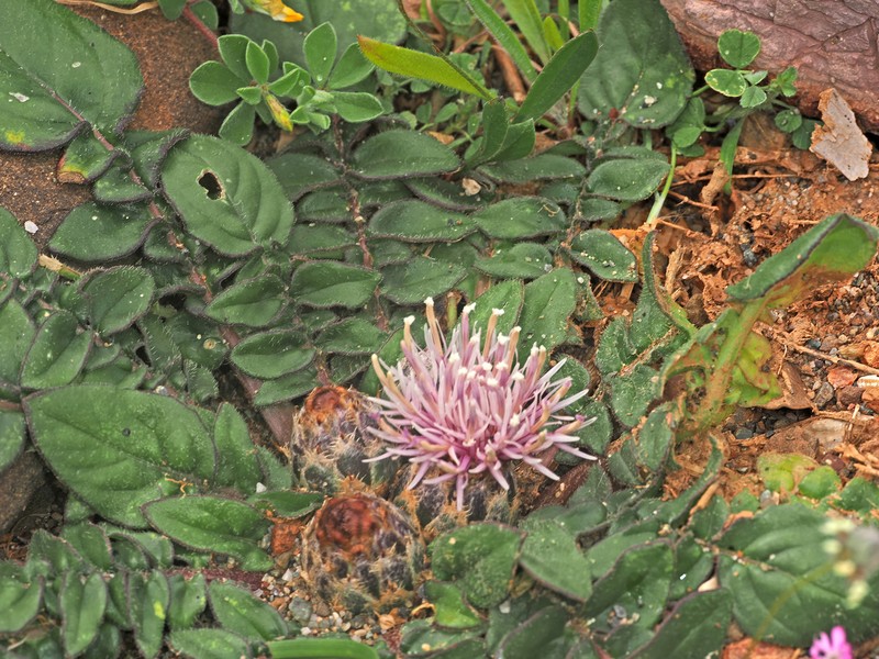 Centaurea raphanina subsp. raphanina
