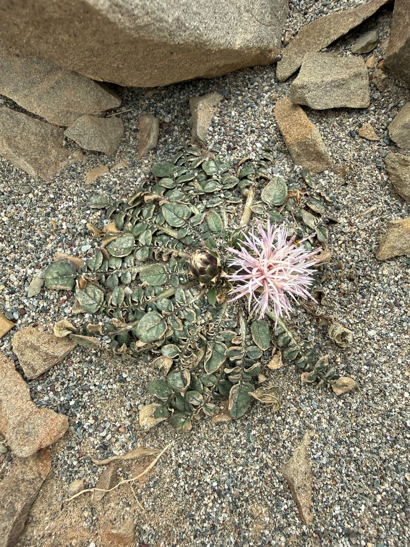 Centaurea raphanina subsp. raphanina photo 2