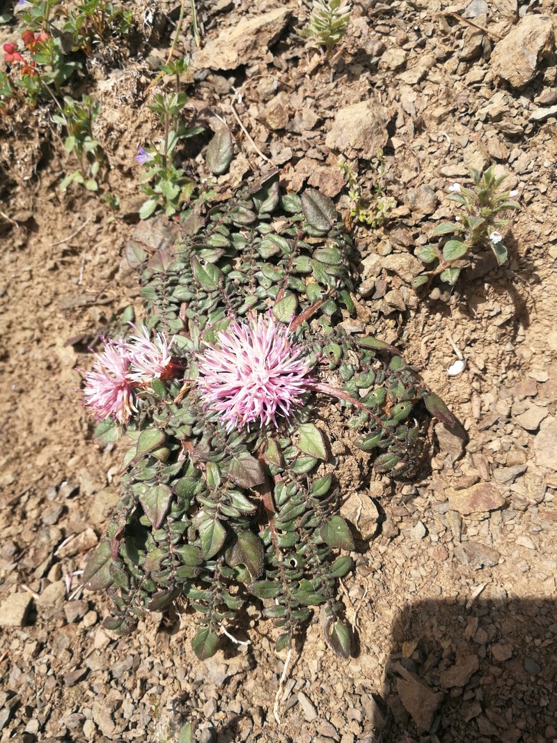 Centaurea raphanina subsp. raphanina photo 3