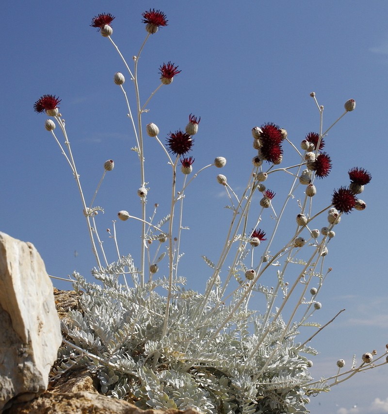 Centaurea rechingeri photo 2