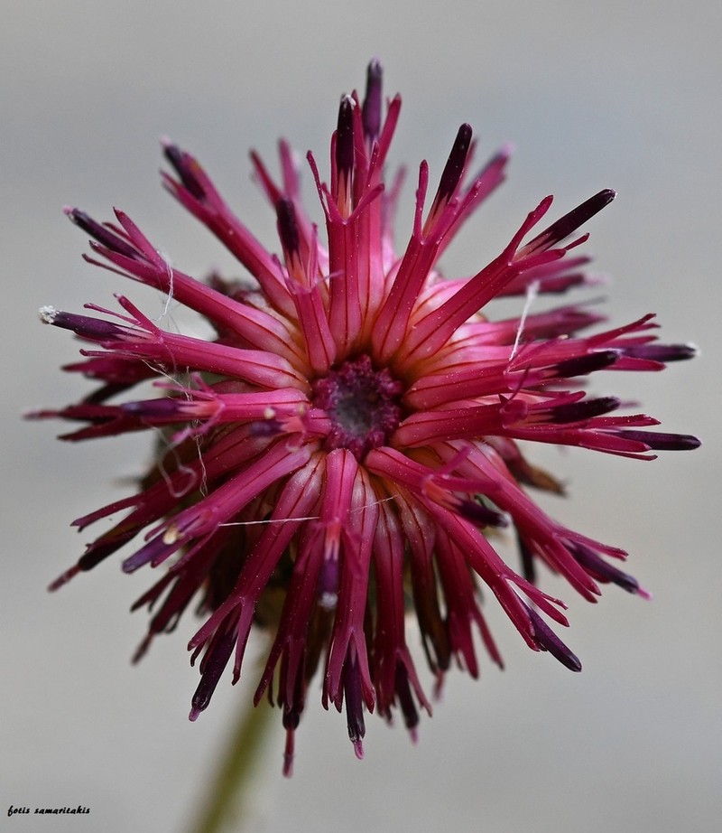 Centaurea redempta photo 2