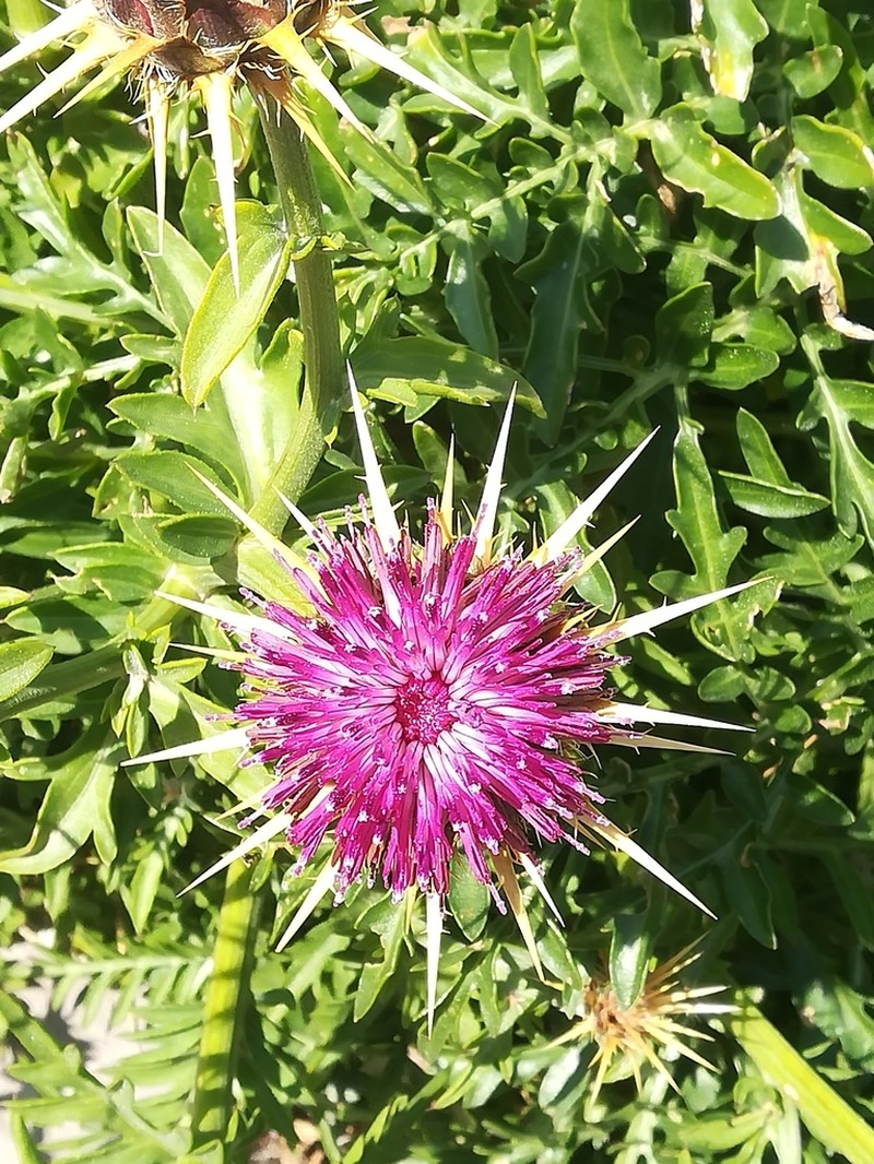 Centaurea redempta photo 3