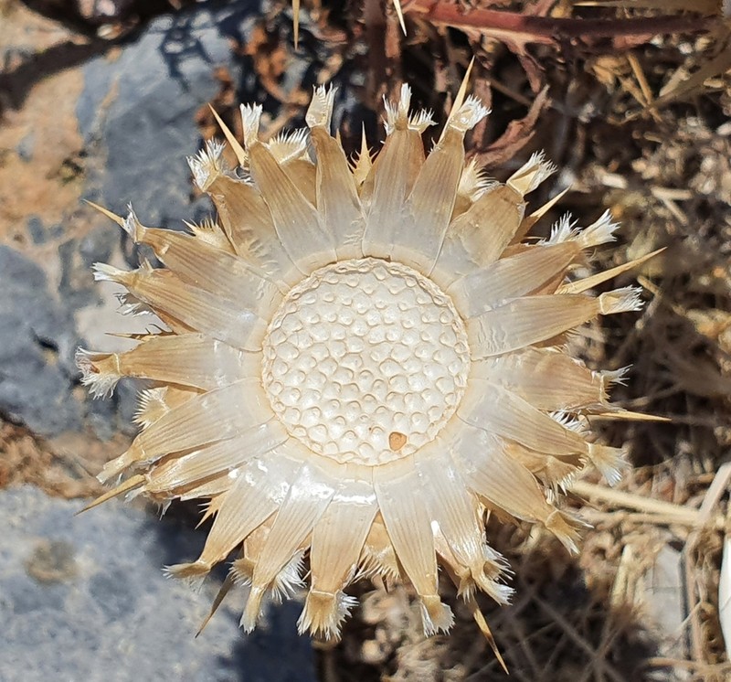 Centaurea redempta photo 4