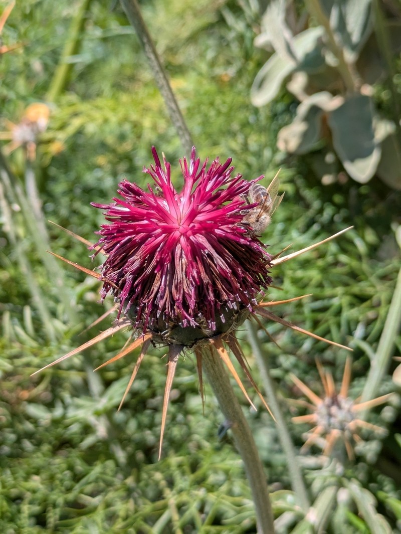 Centaurea redempta photo 5