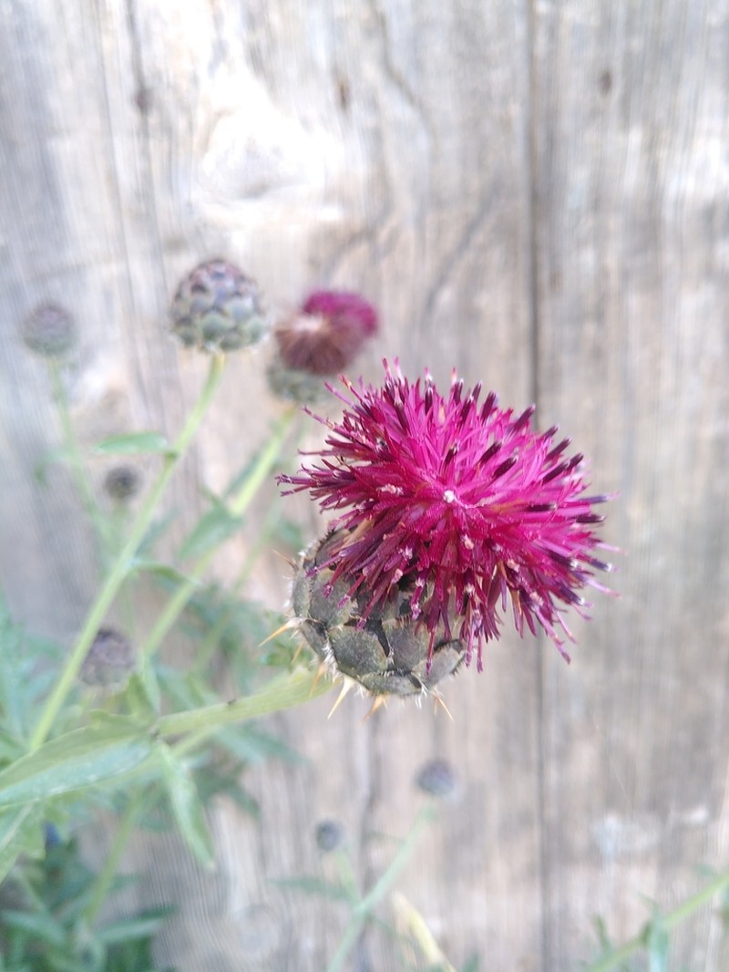 Centaurea redempta photo 6