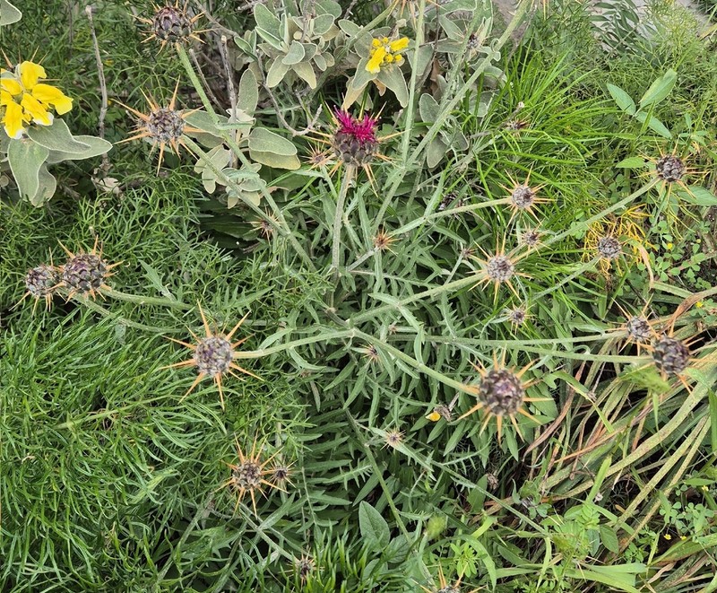Centaurea redempta photo 7
