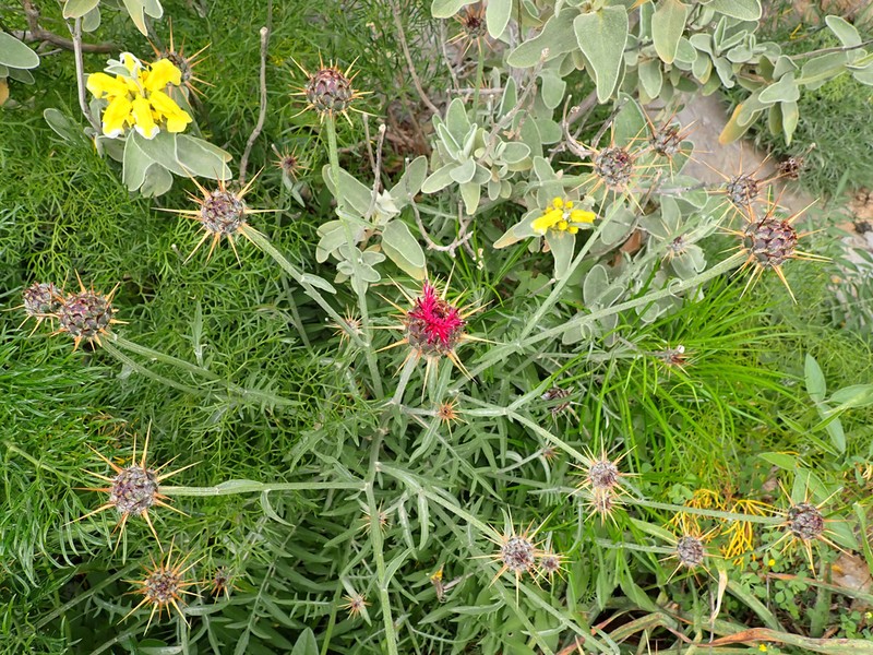 Centaurea redempta photo 8