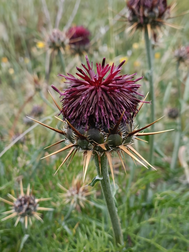 Centaurea redempta subsp. redempta