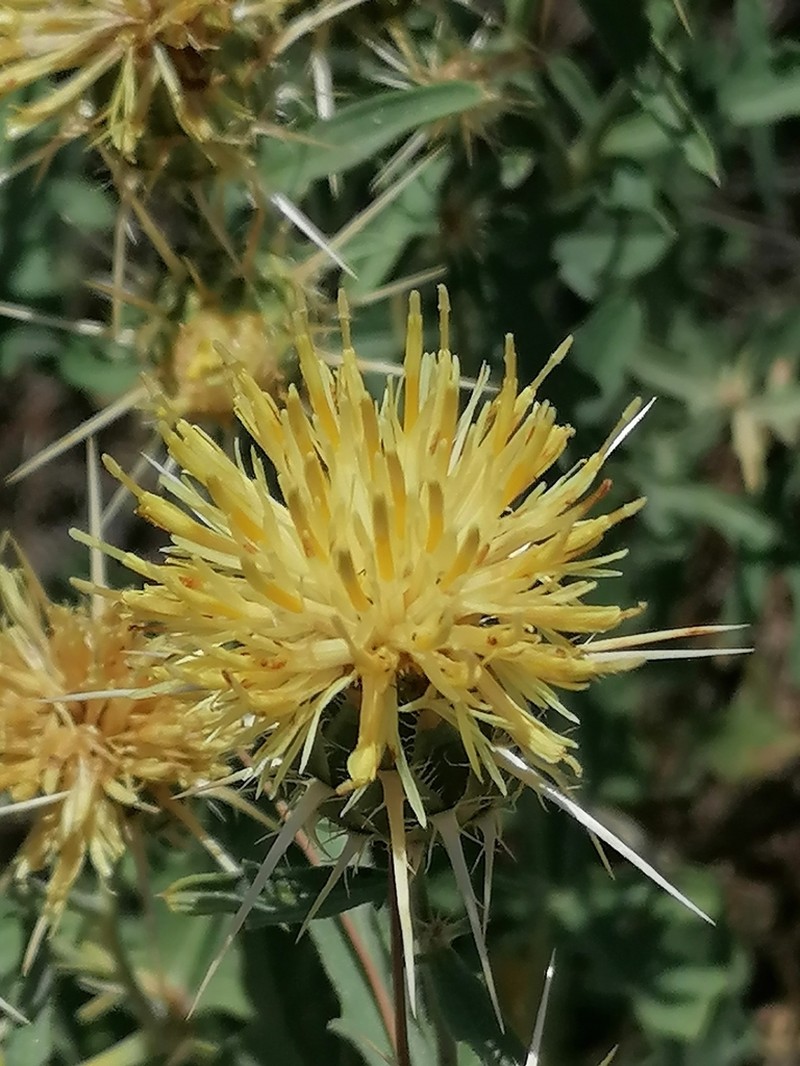 Centaurea reflexa